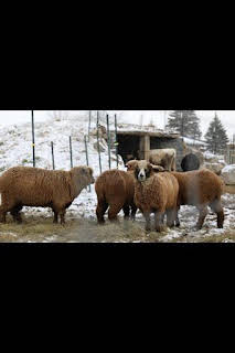 07:00: La increíble granja del Dr. Pol: Rebaño a la fuga | Nat Geo Wild | 1/11 2026