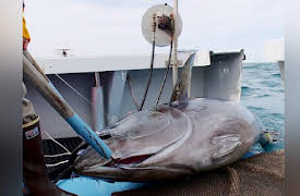 Wicked Tuna North vs. South, Season 1: Yankee Invasion