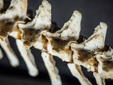 11:55: Verborgen im Dschungel - Geheimnisse aus der Vergangenheit | Kabel Eins Doku | 4/24 2026