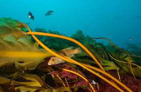 Sea Change: The Gulf of Maine, A NOVA Special Presentation, Season 1: Sea Change: Survival