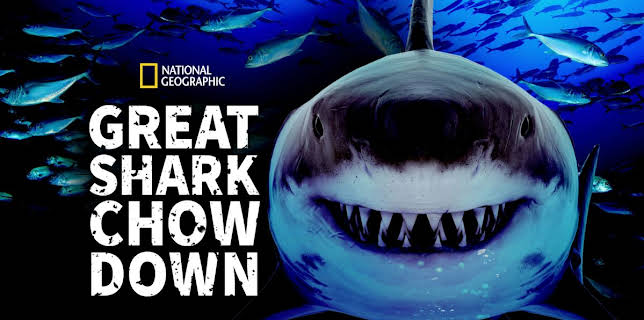 Great Shark Chow Down (2019)