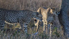 Welt der Tiere