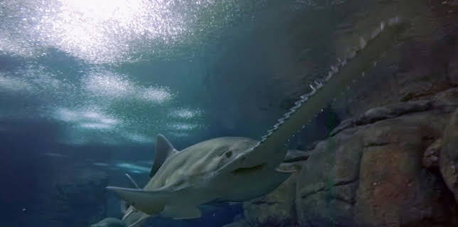 17:30: Neuseeland - Rivalen der Urzeit (5/5) | 3SAT | 11/7 2025