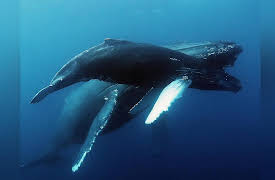 Wild Wild East: Migration