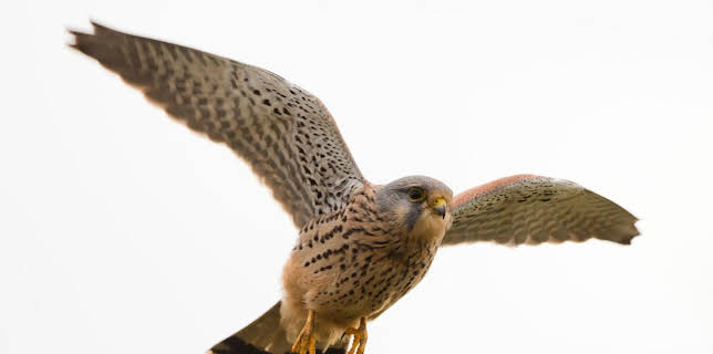 11:50: Abenteuer Wildnis | BR Fernsehen | 11/7 2025