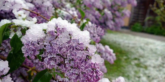 10:00: Schnittgut. Alles aus dem Garten | ARD Alpha | 2/6 2026