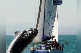 When Vacations Attack! Season 1: When Vacations Attack EP 5