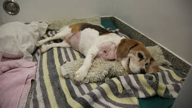 17:25: Der Super-Doc - Einsatz für 4 Pfoten | Sixx | 3/29 2026