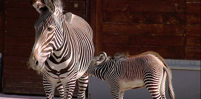 14:25: Elefant, Tiger & Co. (205) | MDR Fernsehen | 11/28 2025