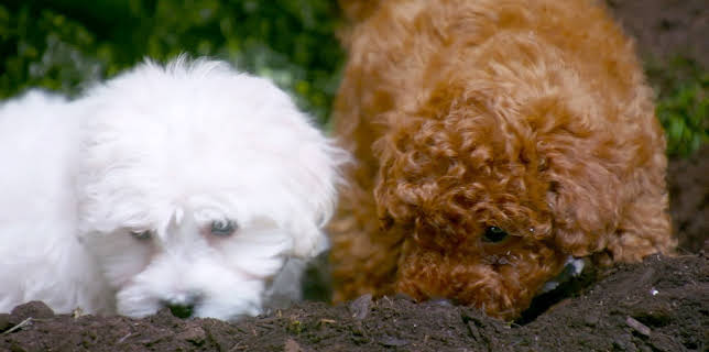 17:20: Rosin og Bolle: Valper og graving | NRK Super | 1/29 2026