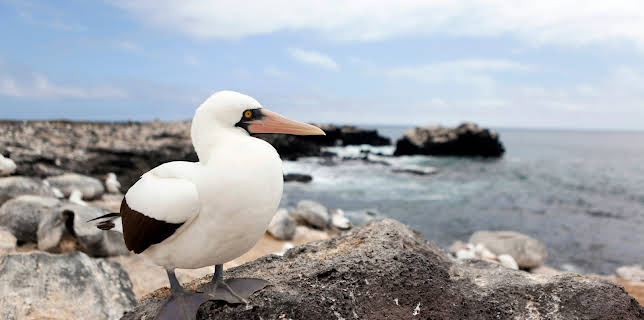 06:50: Galapagos (2/2) | 3SAT | 1/11 2026