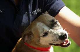 Animal Cops Season 20: Cop Cat