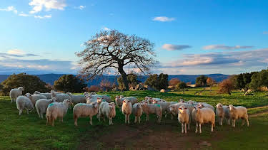 06:45: Planet der Schafe (1/2) | Radio Bremen | 4/3 2026