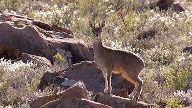16:20: Grandes Documentales Grandes Parques Naturales De Africa | LA 2 | 9/16 2026