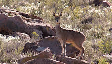 Documental  Grandes Parques Naturales De Africa