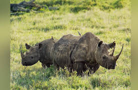 Kenya Wildlife Diaries: A Place in the Wild