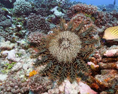 Oasen - Inseln des Lebens