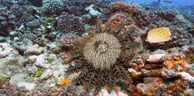 05:00: Oasen - Inseln des Lebens | Arte | 2/25 2026