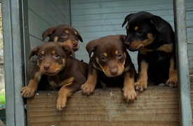 Muster Dogs, Season 1: Episode 1