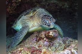 The Living Beach: Hawaii