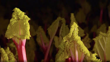 6:20 AM: The A to Z of TV Gardening | BBC Two | 8/9 2026