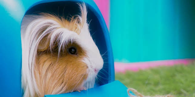 17:20: Rosin og Bolle: Pakkesporing | NRK Super | 12/2 2025