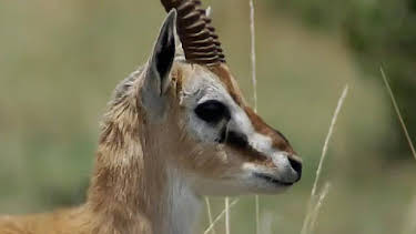 3:45 PM: The Great Rift: Africa's Wild Heart | BBC Two | 8/14 2026