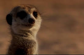 Meerkat Manor The Next Generation: Rising Star