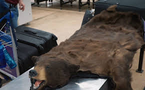 Border Patrol New Zealand