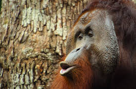 Big Beasts: The Orangutan