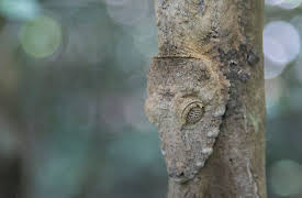 Extinct Or Alive:  The Madagascar Giant