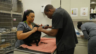 12:15: The Vet Life (S3 E8) (S3) | Animal Planet | 12/24 2025