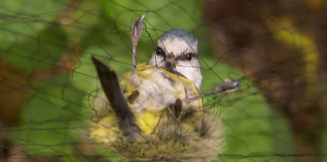 14:25: Elefant, Tiger & Co. (276/377) | MDR Fernsehen | 3/19 2026