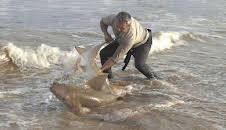 Giganten unter Wasser - Riesenfischen auf der Spur