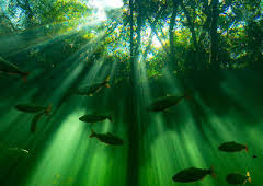 Seven Worlds, One Planet