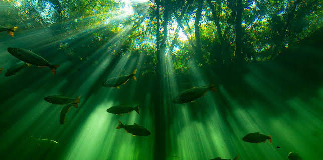 1:40 AM: Seven Worlds, One Planet (S1) | BBC Four | 3/24 2026