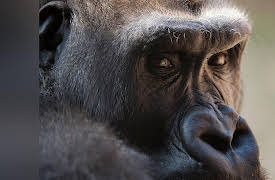 Fundamentals of Photography: Let's Go to Work--Wildlife