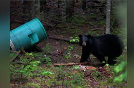 Rawhide: Homeward Bound