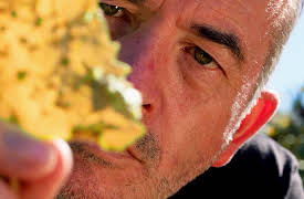 The Science of Wine: Are Ungrafted Wines Better than Grafted Wines?