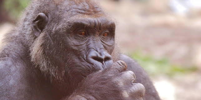 13:50: Neues aus dem Münchner Tierpark Hellabrunn | WDR Fernsehen | 2/10 2026