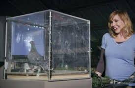 White Rabbit Project: Armas absurdas de la IIGM