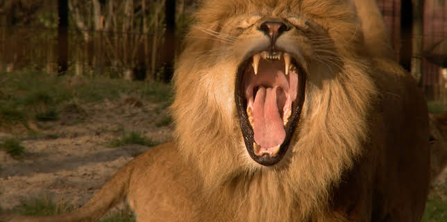 17:25: Dyrepasserne | TV 2 | 11/10 2025