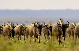 Our Planet: One Planet