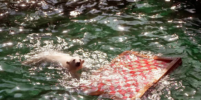 17:10: Seelöwe & Co. - tierisch beliebt | Radio Bremen | 1/21 2026