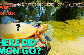 The Fish Whisperer: Where Did Lemon Go