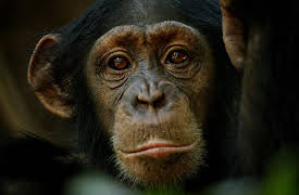 Season 1: Planet Earth: Dynasties I - Chimpanzee