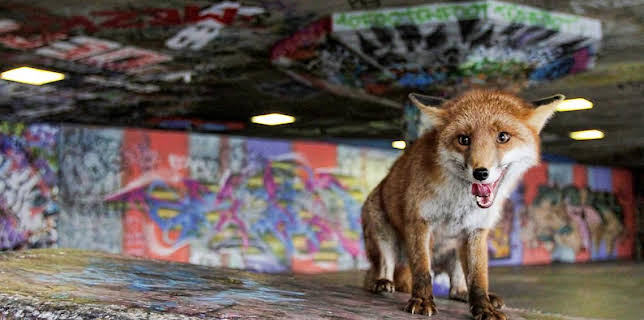 2:45 PM: Natural World | BBC Two | 12/12 2025