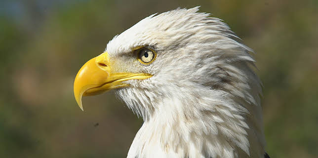19:00: Dyrenes utrolige evner (S1 E19) (S1) | Animal Planet | 11/8 2025