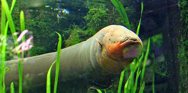 02:20: Elefant, Tiger & Co. (544) | MDR Fernsehen | 3/6 2026