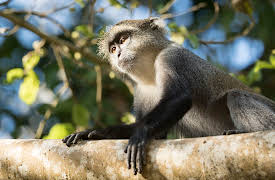 Extinct Or Alive:  The Zanzibar Leopard